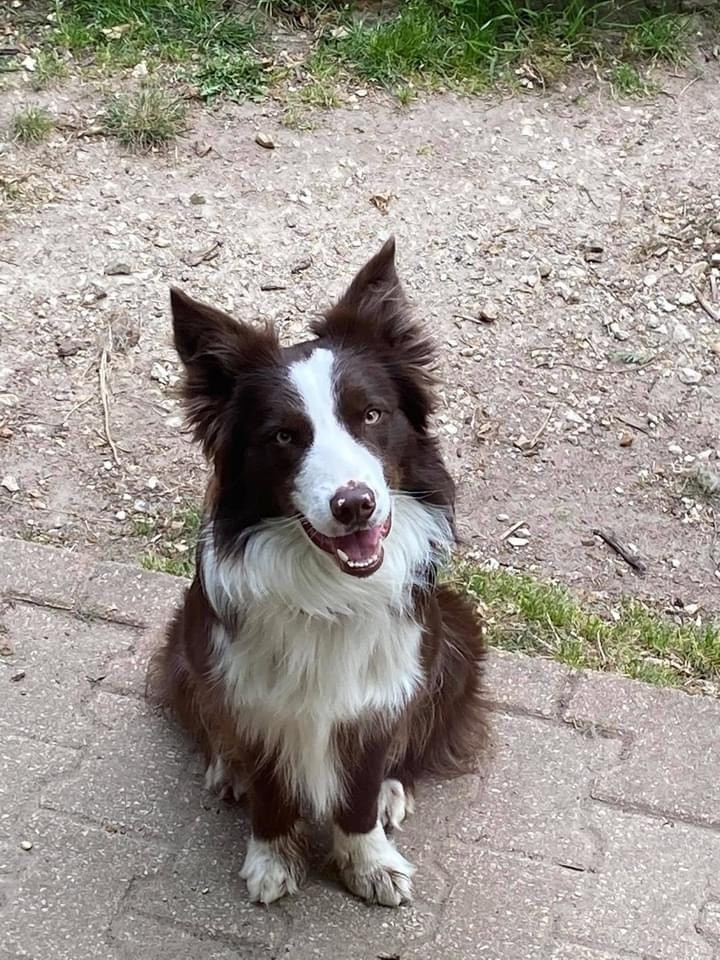 Peacky Du Domaine De La Butte Noire