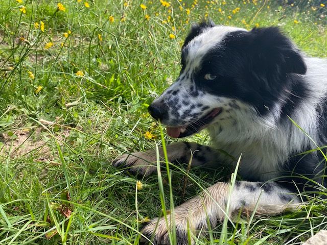 Milou dit mowgli (Sans Affixe)