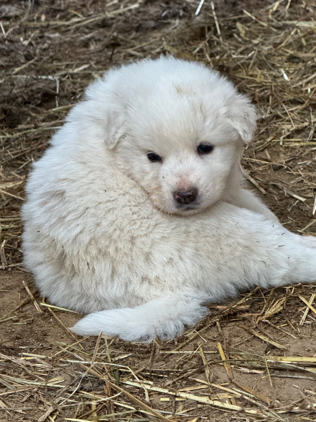 NAISSANCE DE MONTAGNE DES PYRÉNÉES LE 3 MAI 2026