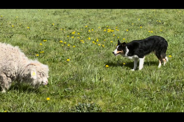 Cours Border Collie (Troupeau & Education)