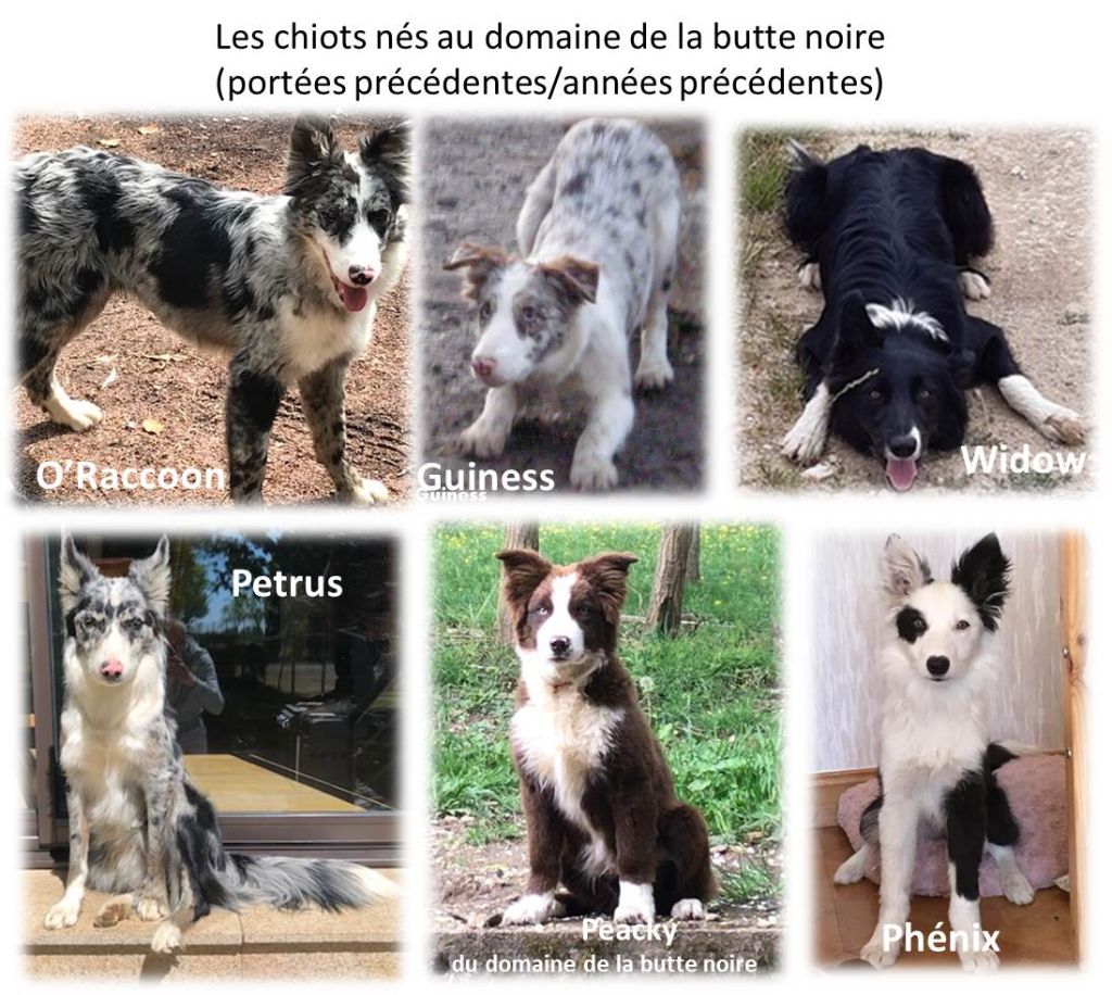 Les chiots de la bergerie de la butte noire