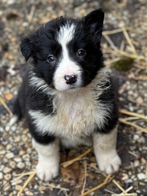 Du Domaine De La Butte Noire - Border Collie - Portée née le 15/01/2025