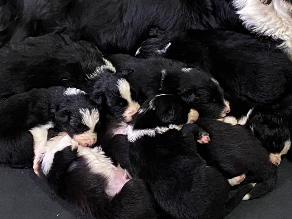Du Domaine De La Butte Noire - Border Collie - Portée née le 24/11/2021