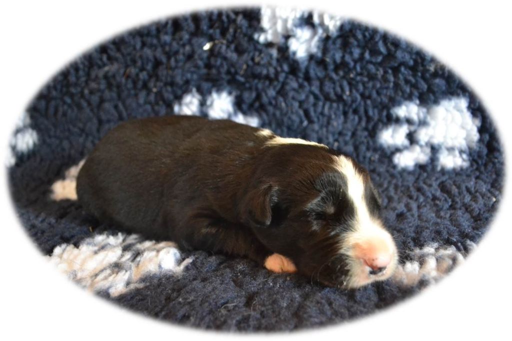 Du Domaine De La Butte Noire - Border Collie - Portée née le 21/06/2019