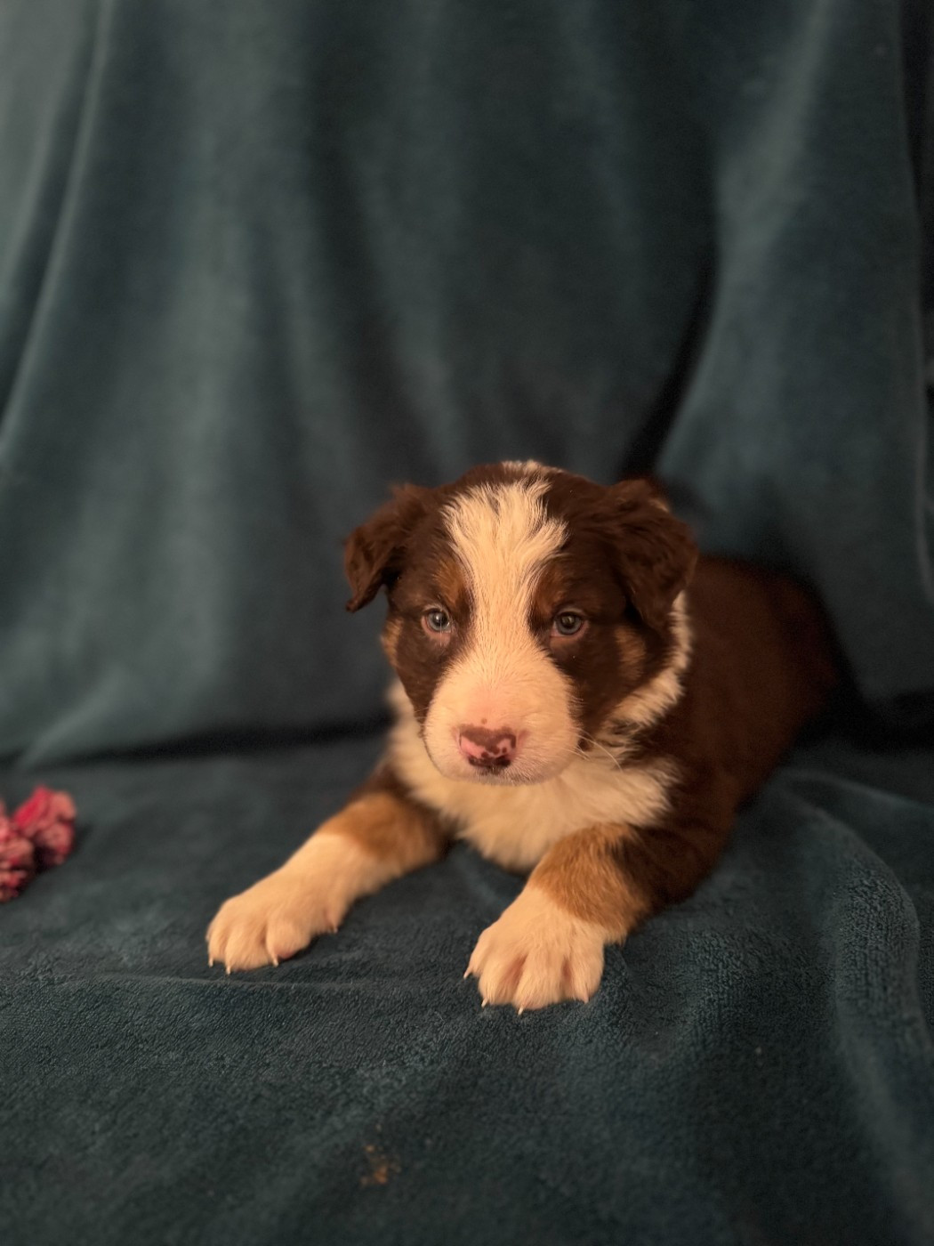 Du Domaine De La Butte Noire - Chiots disponibles - Border Collie