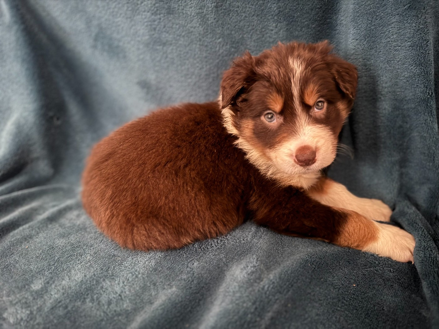 Du Domaine De La Butte Noire - Chiots disponibles - Border Collie