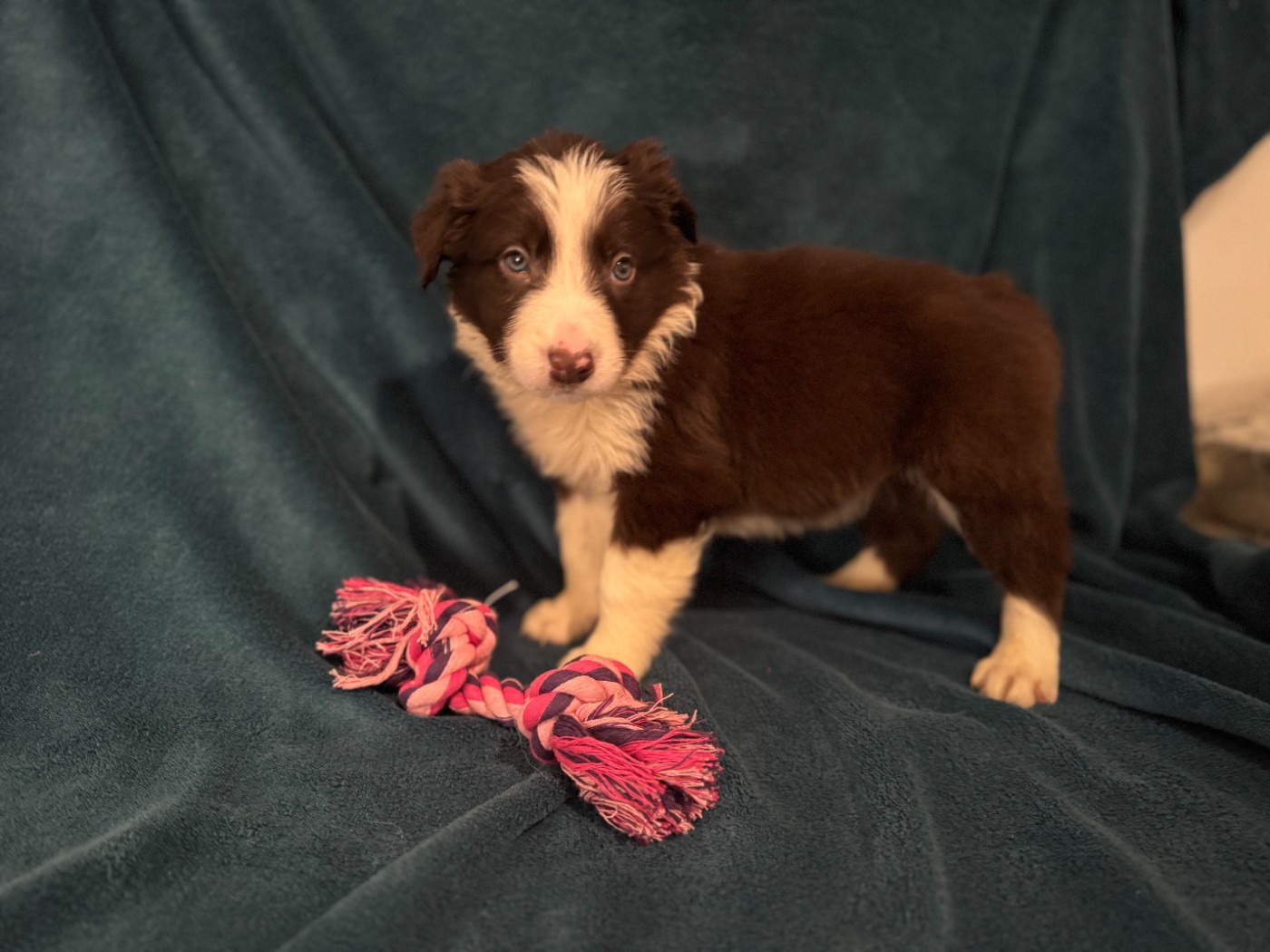 Du Domaine De La Butte Noire - Chiots disponibles - Border Collie