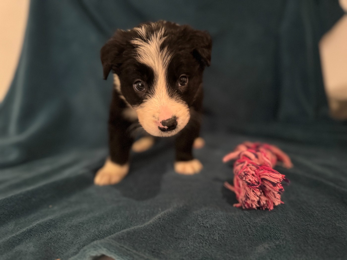 Du Domaine De La Butte Noire - Chiots disponibles - Border Collie
