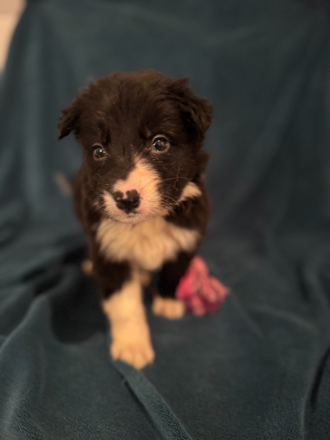 Du Domaine De La Butte Noire - Chiots disponibles - Border Collie