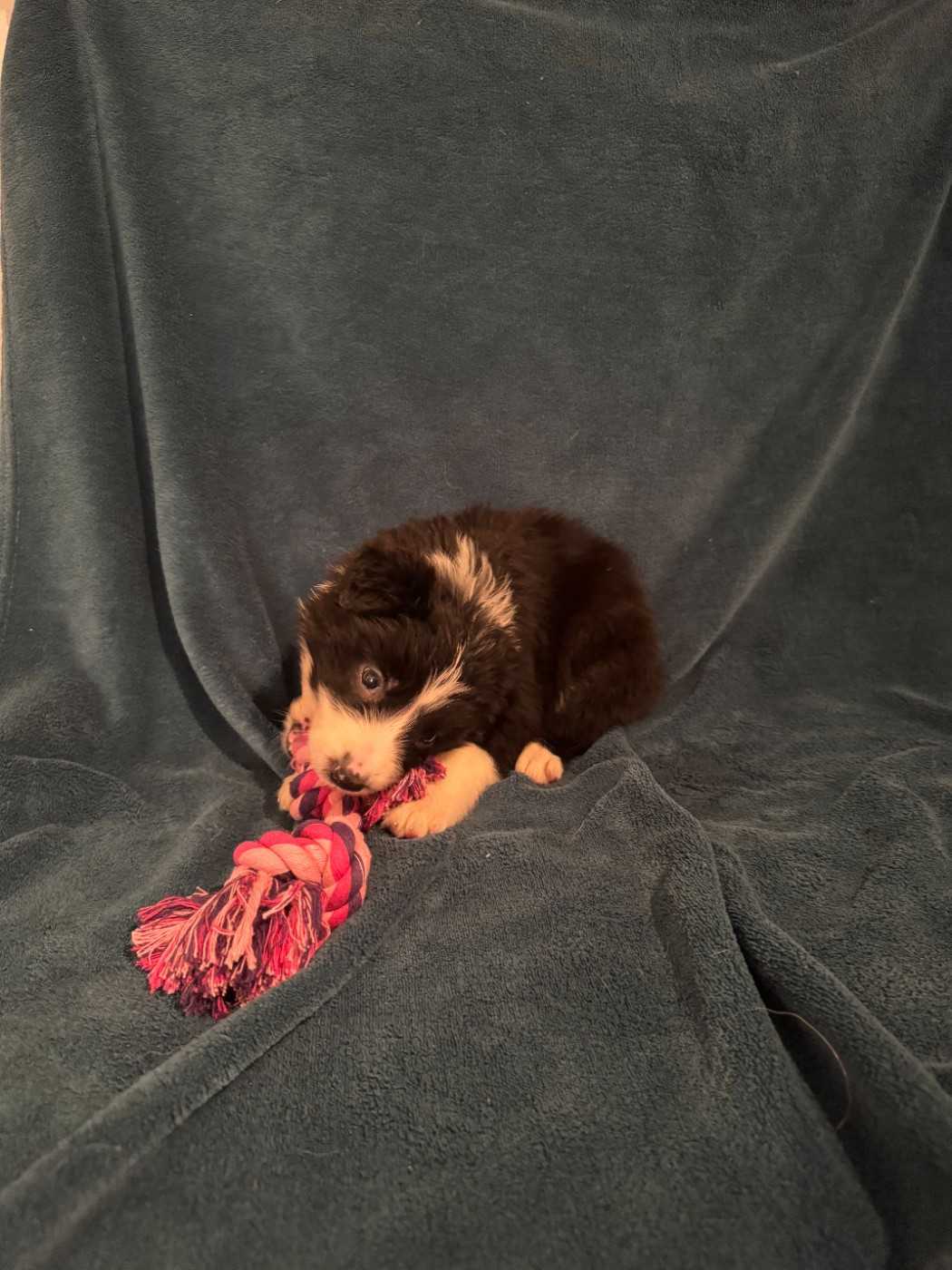 Du Domaine De La Butte Noire - Chiots disponibles - Border Collie