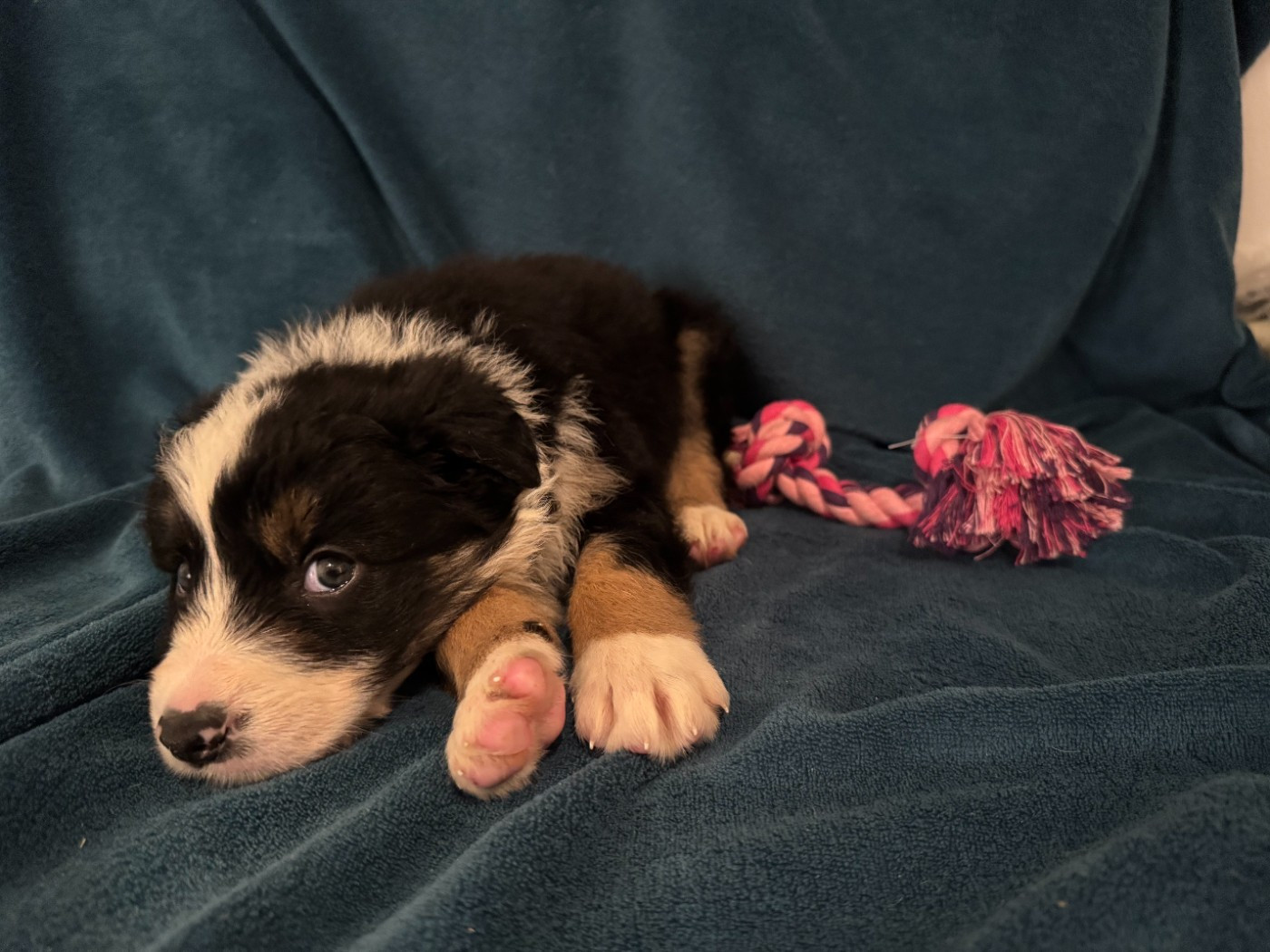 Du Domaine De La Butte Noire - Chiots disponibles - Border Collie
