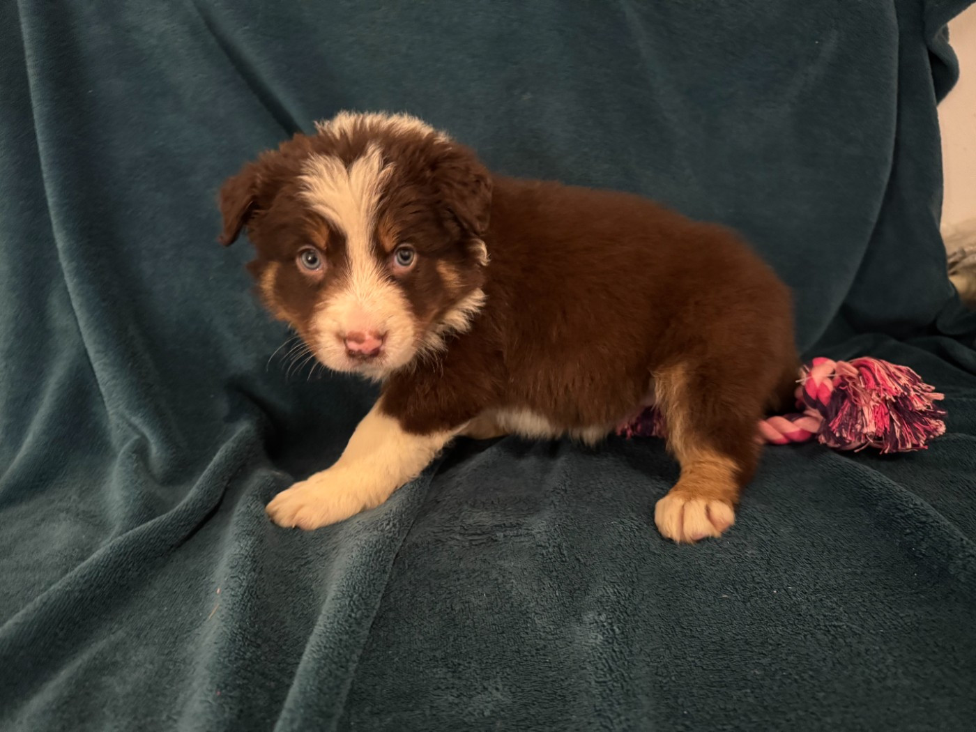 Du Domaine De La Butte Noire - Chiots disponibles - Border Collie