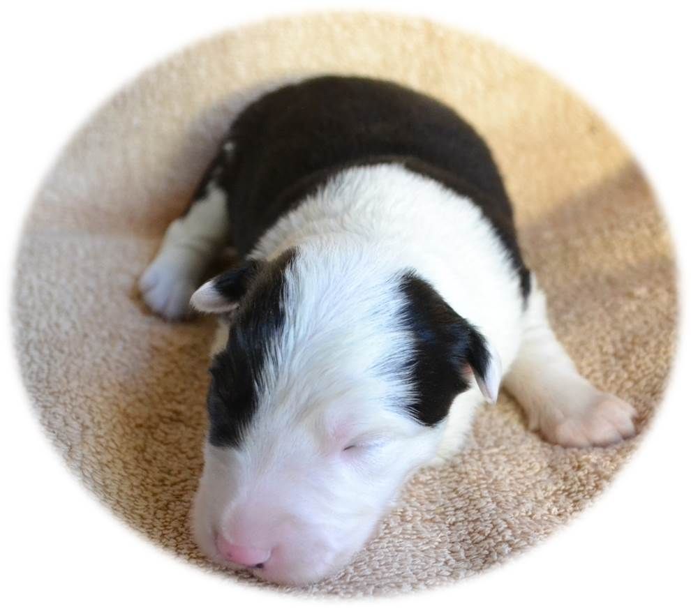 Du Domaine De La Butte Noire - Border Collie - Portée née le 29/11/2018