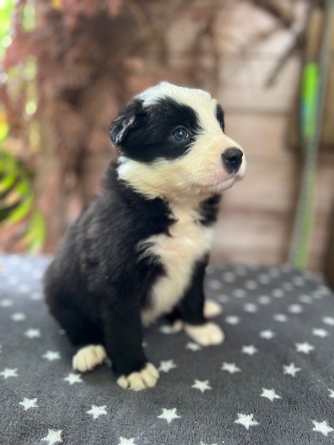 Du Domaine De La Butte Noire - Chiots disponibles - Border Collie