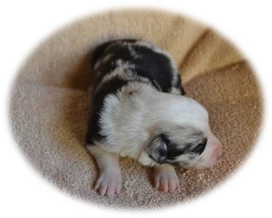 Du Domaine De La Butte Noire - Border Collie - Portée née le 29/11/2018