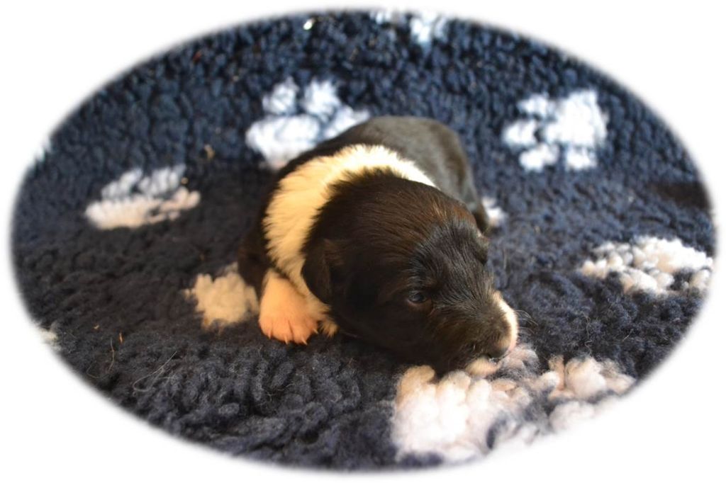 Du Domaine De La Butte Noire - Border Collie - Portée née le 21/06/2019