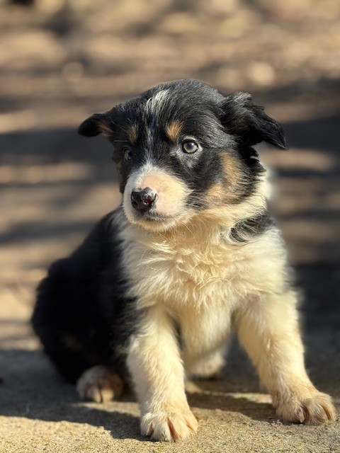 Du Domaine De La Butte Noire - Chiots disponibles - Border Collie