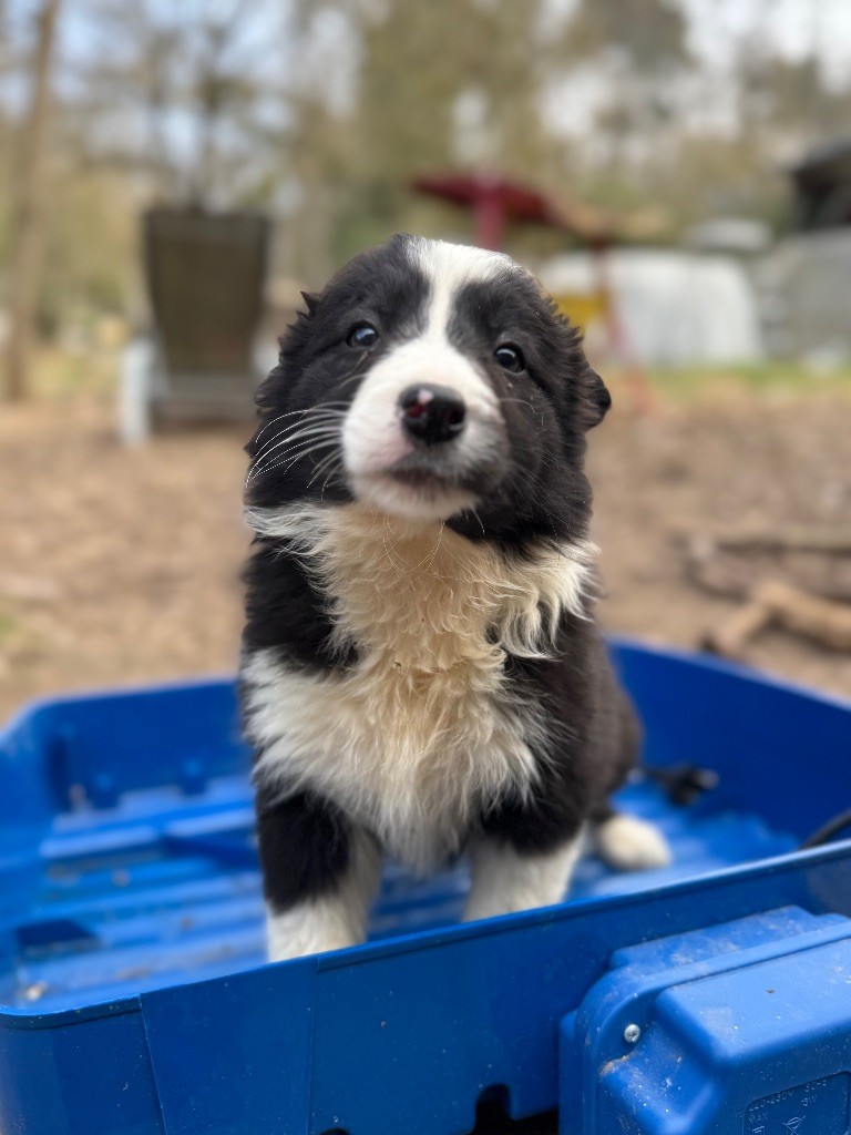 Du Domaine De La Butte Noire - Chiots disponibles - Border Collie