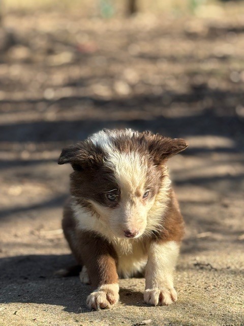 Du Domaine De La Butte Noire - Chiots disponibles - Border Collie