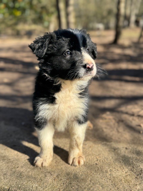 Du Domaine De La Butte Noire - Chiots disponibles - Border Collie