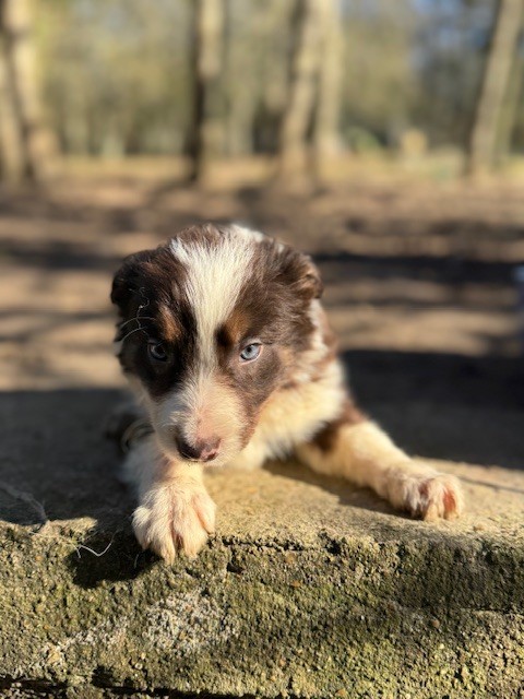 Du Domaine De La Butte Noire - Chiots disponibles - Border Collie