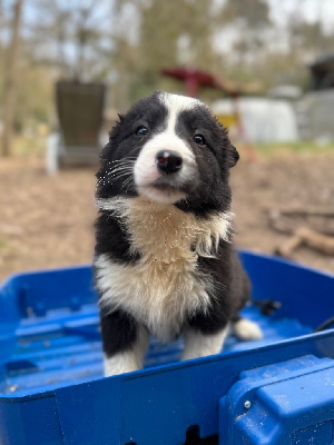 ARYA du domaine de la butte noire