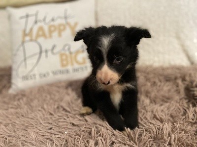 CHIOT - SHADOW