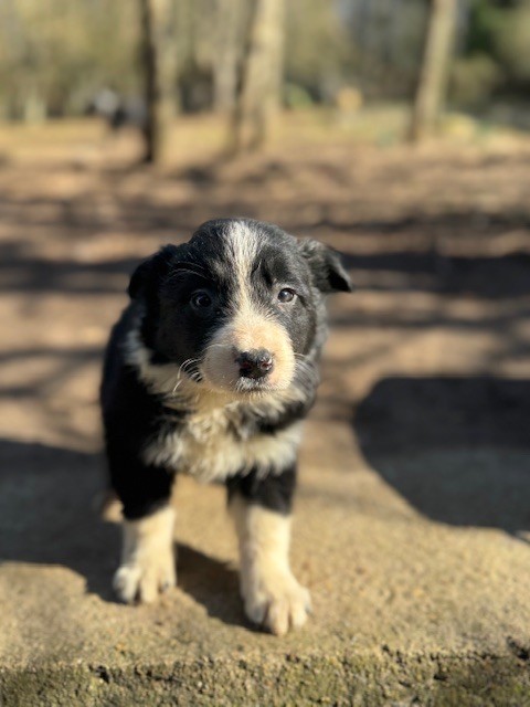 Du Domaine De La Butte Noire - Chiots disponibles - Border Collie