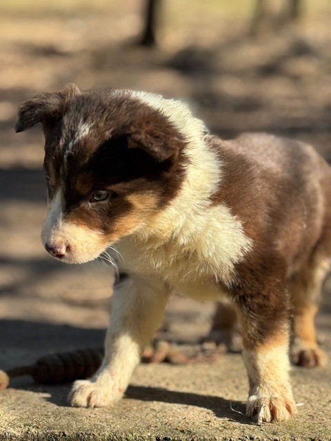 Du Domaine De La Butte Noire - Chiots disponibles - Border Collie