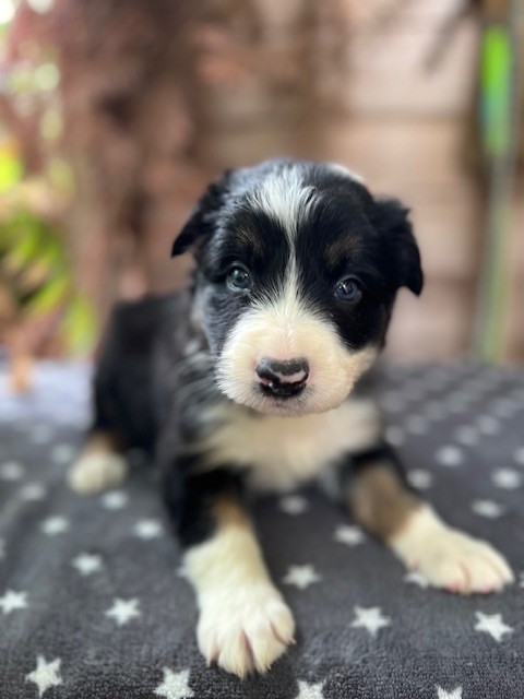 Du Domaine De La Butte Noire - Border Collie - Portée née le 21/06/2023