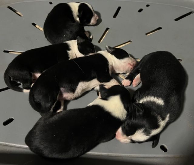Du Domaine De La Butte Noire - Border Collie - Portée née le 19/11/2022